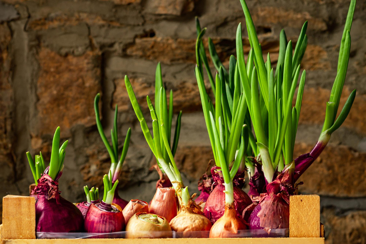 Foods You Can Regrow from Scraps in Your Apartment