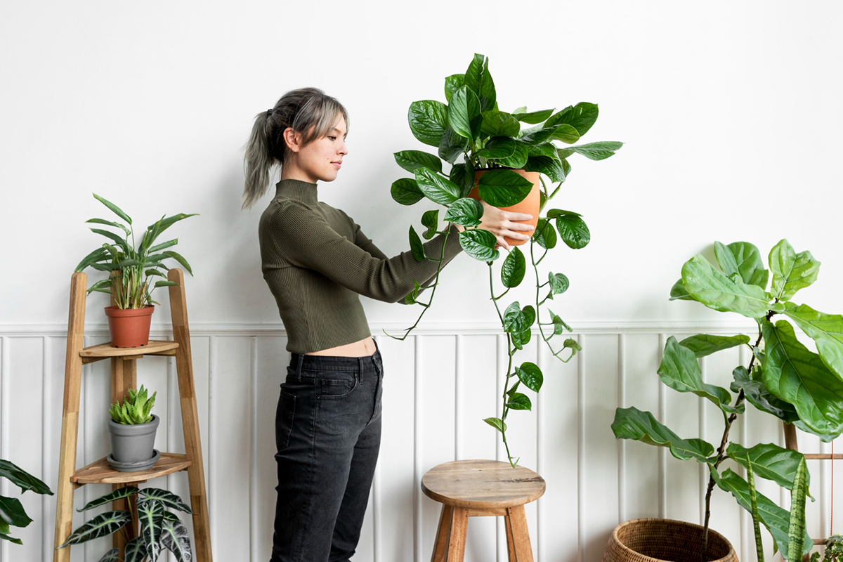 Low-Light Houseplants to Bring Your Space to Life