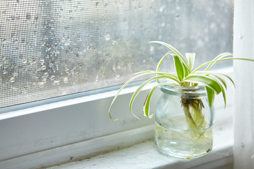 Gardening Ideas for Your Windowsill or Patio