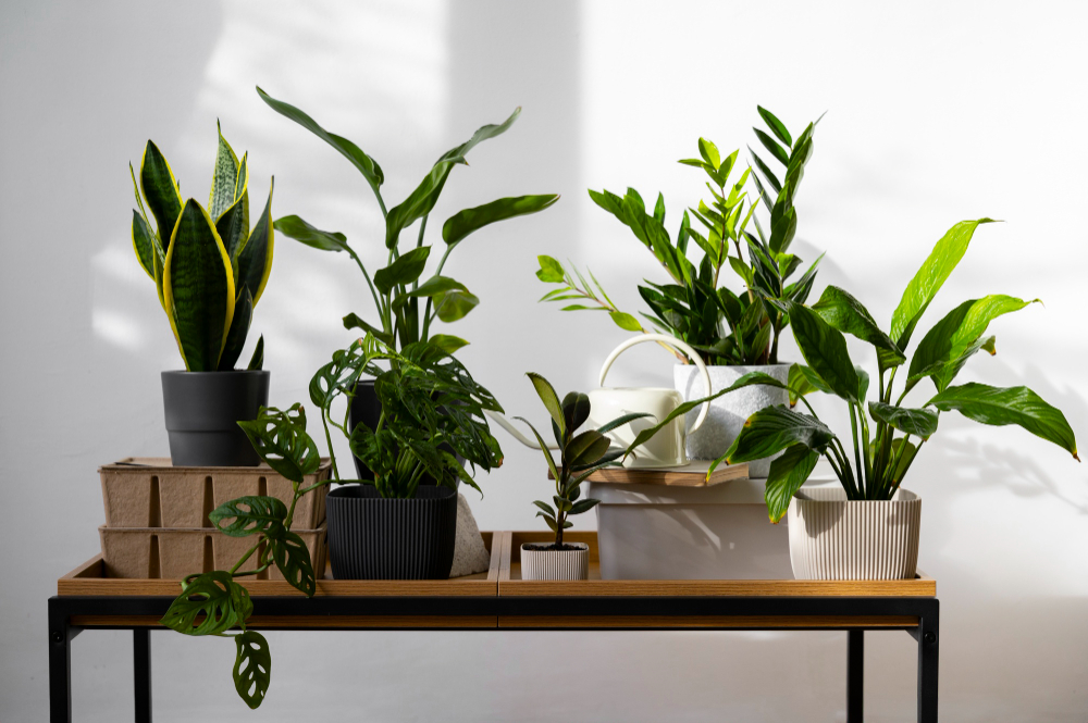 The Ultimate Guide to Hard-to-Kill Houseplants for Apartments