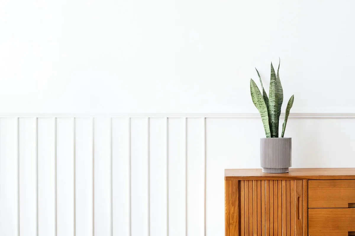 Five Indoor Plants For Beginners