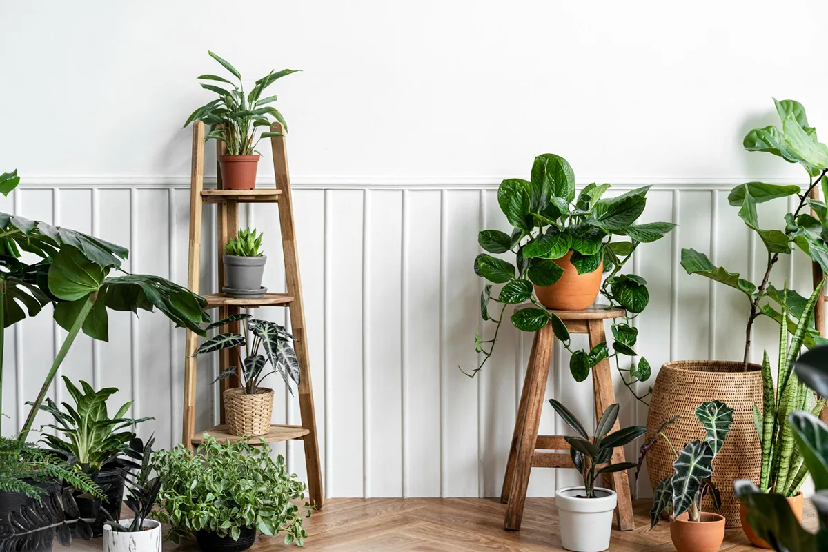 Benefits of Adding Indoor Plants to Your Apartment